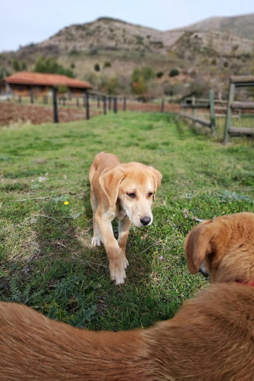 Orias Guesthouse & Farm Kalávrita Kültér fotó
